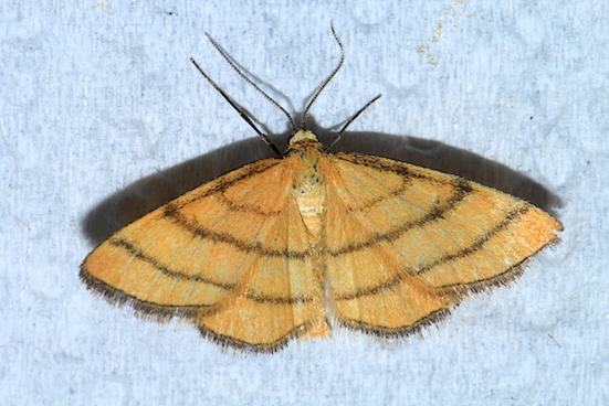 Idaea aureolaria? S